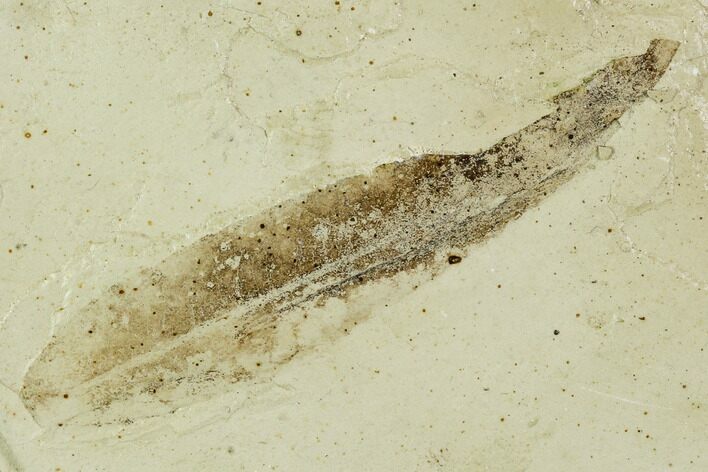 Fossil Willow (Salix) Leaf - Green River Formation #109622